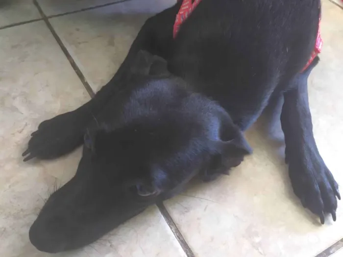 Cachorro raça SRD-ViraLata idade 7 a 11 meses nome Pantera