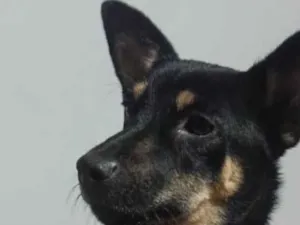 Cachorro raça SRD-ViraLata idade 1 ano nome Quindim