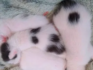 Gato raça SRD-ViraLata idade Abaixo de 2 meses nome Esses pequenos ficaram sem sua mãe.