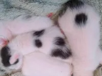 Gato raça SRD-ViraLata idade Abaixo de 2 meses nome Esses pequenos ficaram sem sua mãe.