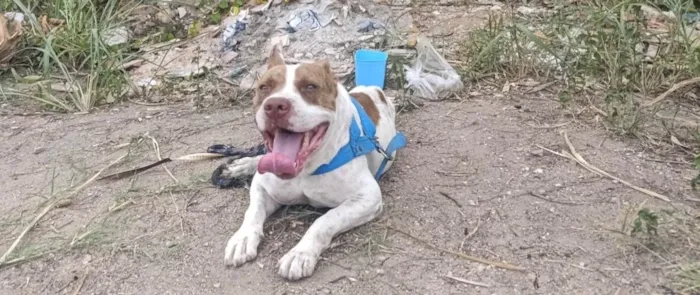 Cachorro raça Pit-Bull idade 5 anos nome sem nome 