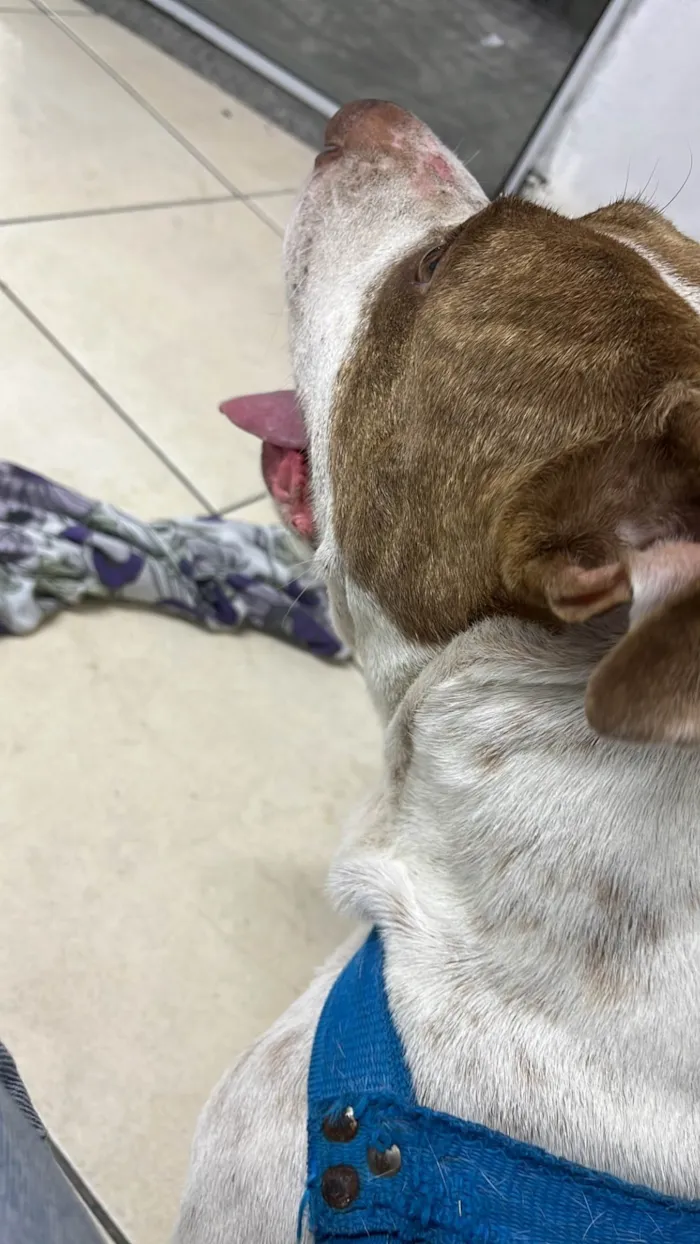 Cachorro raça Pit-Bull idade 5 anos nome sem nome 