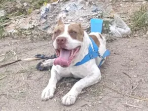 Cachorro raça Pit-Bull idade 5 anos nome sem nome 