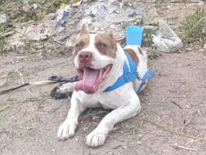 Cachorro raça Pit-Bull idade 5 anos nome sem nome 