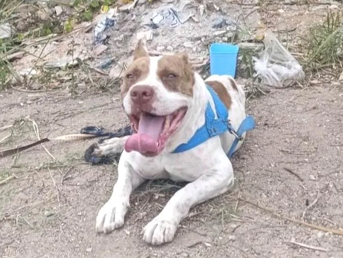 Cachorro raça Pit-Bull idade 5 anos nome sem nome 