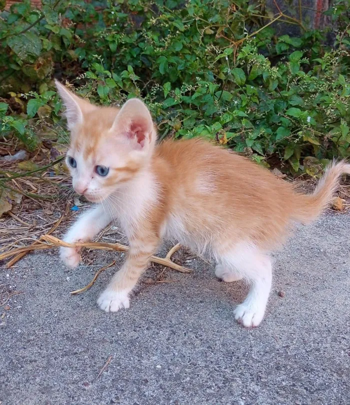 Gato raça SRD-ViraLata idade 2 a 6 meses nome SEM NOME