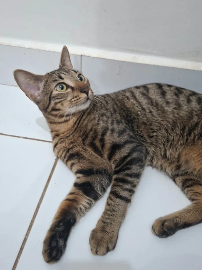 Gato raça SRD-ViraLata idade 7 a 11 meses nome João Pedro