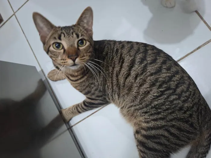 Gato raça SRD-ViraLata idade 7 a 11 meses nome João Pedro
