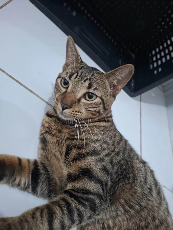 Gato raça SRD-ViraLata idade 7 a 11 meses nome João Pedro