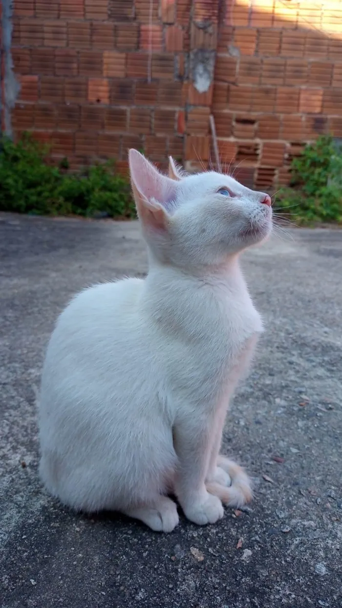 Gato raça SRD-ViraLata idade 2 a 6 meses nome SEM NOME