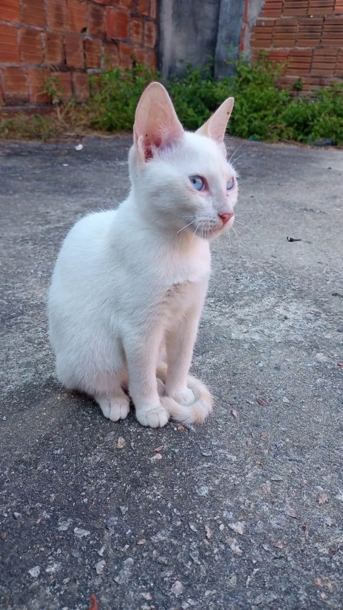 Gato raça SRD-ViraLata idade 2 a 6 meses nome SEM NOME