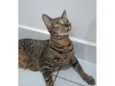 Gato raça SRD-ViraLata idade 7 a 11 meses nome João Pedro