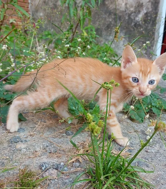 Gato raça SRD-ViraLata idade 2 a 6 meses nome SEM NOME 2