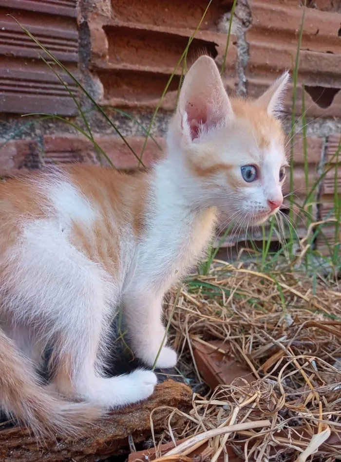 Gato raça SRD-ViraLata idade 2 a 6 meses nome SEM NOME 3