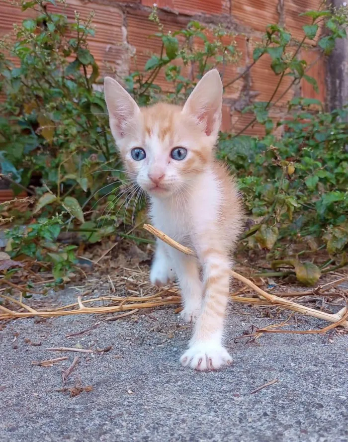 Gato raça SRD-ViraLata idade 2 a 6 meses nome SEM NOME 3