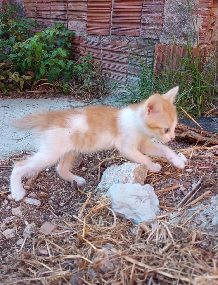 Gato raça SRD-ViraLata idade 2 a 6 meses nome SEM NOME 3