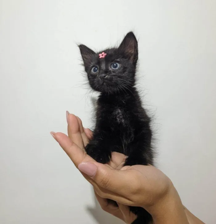 Gato raça SRD-ViraLata idade Abaixo de 2 meses nome Cacau