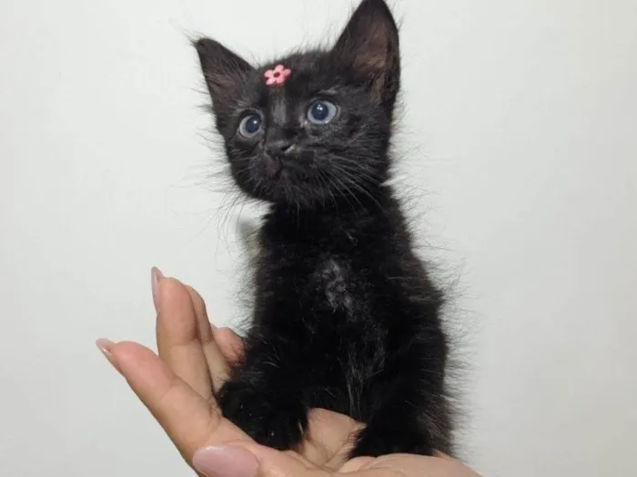 Gato raça SRD-ViraLata idade Abaixo de 2 meses nome Cacau