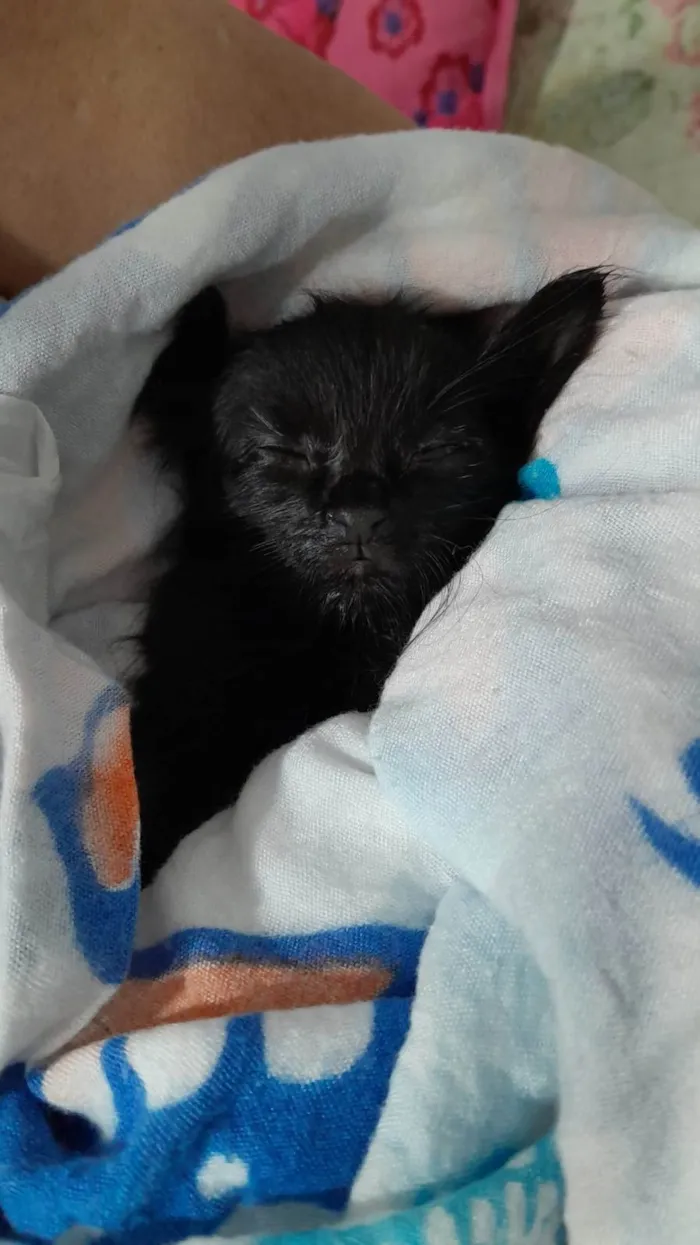 Gato raça SRD-ViraLata idade Abaixo de 2 meses nome Cacau