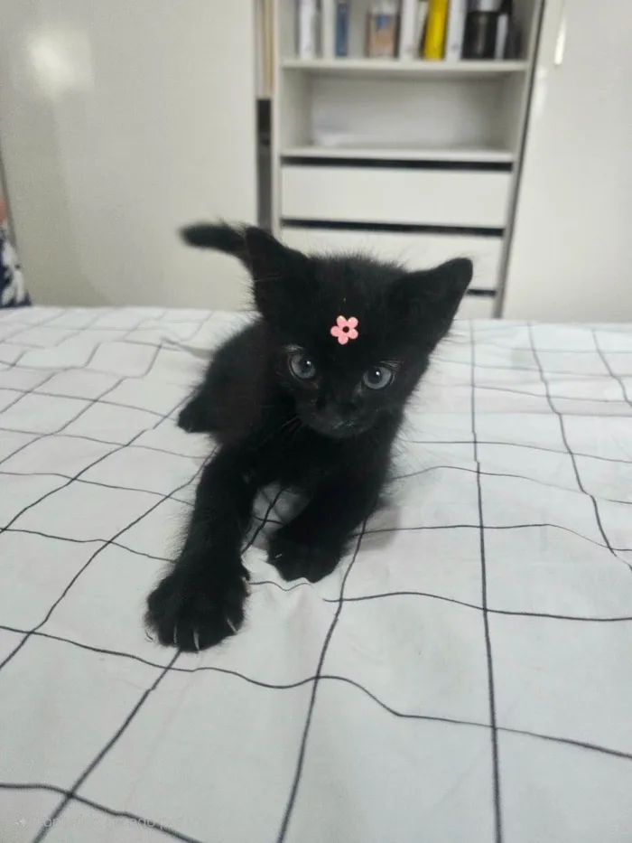 Gato raça SRD-ViraLata idade Abaixo de 2 meses nome Cacau