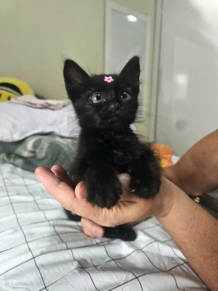 Gato raça SRD-ViraLata idade Abaixo de 2 meses nome Cacau