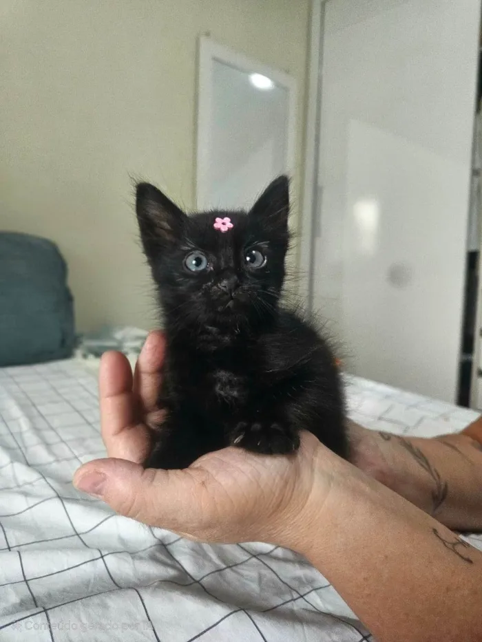 Gato raça SRD-ViraLata idade Abaixo de 2 meses nome Cacau