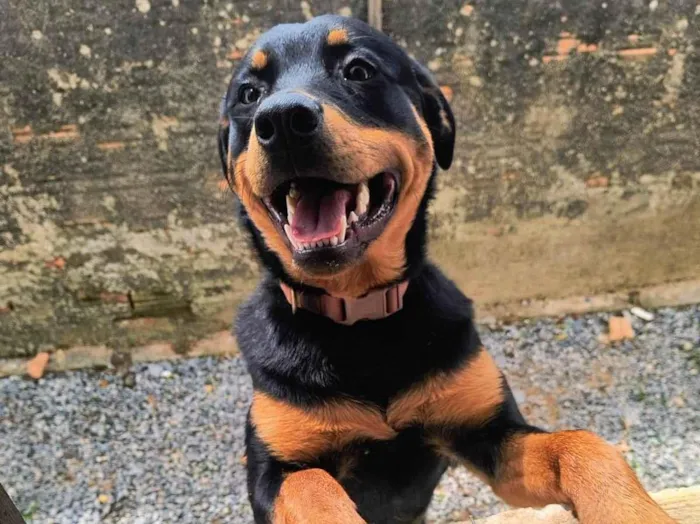 Cachorro raça Rottweiler idade 7 a 11 meses nome Zeus