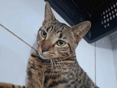 Gato raça SRD-ViraLata idade 7 a 11 meses nome João Pedro