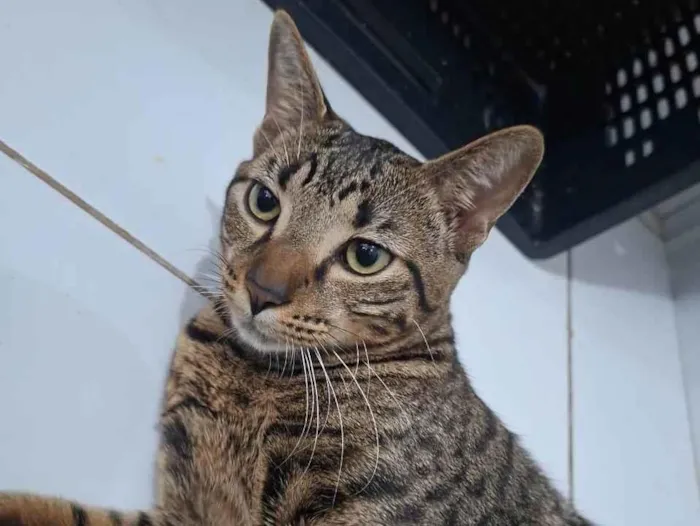 Gato raça SRD-ViraLata idade 7 a 11 meses nome João Pedro