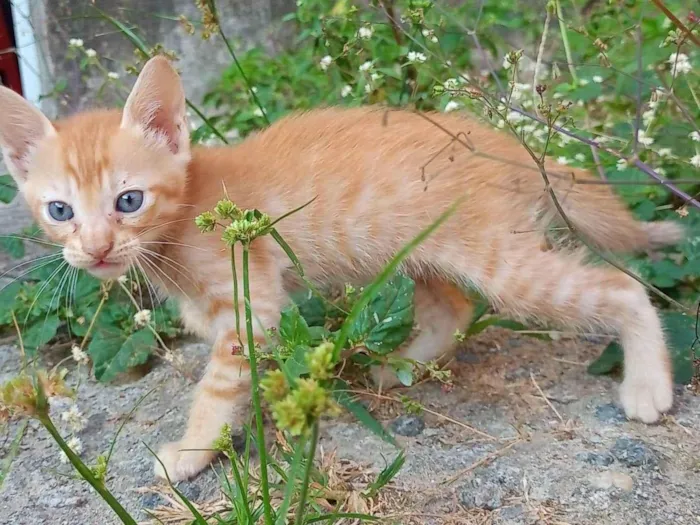 Gato raça SRD-ViraLata idade 2 a 6 meses nome SEM NOME 2