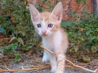 Gato raça SRD-ViraLata idade 2 a 6 meses nome SEM NOME 3