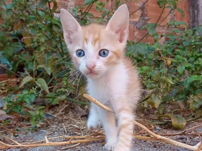 Gato raça SRD-ViraLata idade 2 a 6 meses nome SEM NOME 3