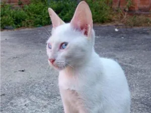 Gato raça SRD-ViraLata idade 2 a 6 meses nome SEM NOME