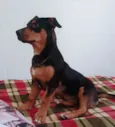 Cachorro raça SRD-ViraLata idade 7 a 11 meses nome Lilo