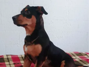 Cachorro raça SRD-ViraLata idade 7 a 11 meses nome Lilo
