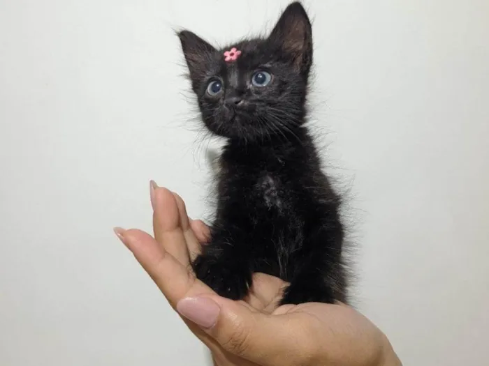 Gato raça SRD-ViraLata idade Abaixo de 2 meses nome Cacau