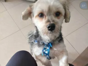 Cachorro raça Yorkshire idade 3 anos nome Duque 
