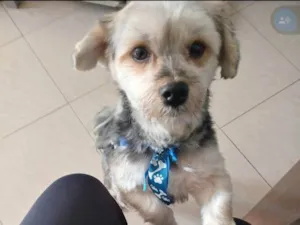Cachorro raça Yorkshire idade 3 anos nome Duque 