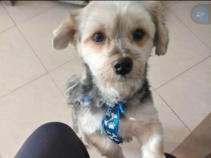 Cachorro raça Yorkshire idade 3 anos nome Duque 