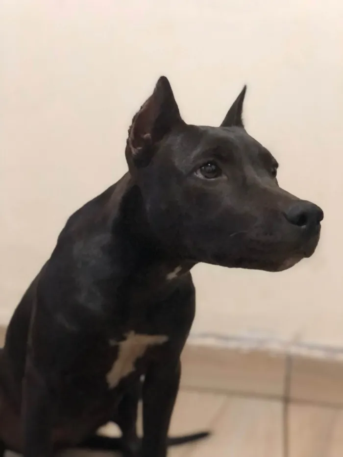 Cachorro raça Pit-Bull idade 2 anos nome Ravena
