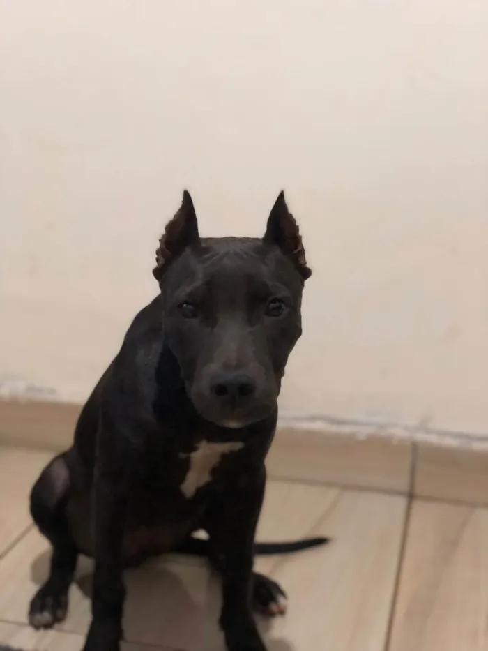 Cachorro raça Pit-Bull idade 2 anos nome Ravena