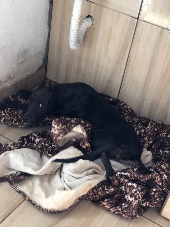 Cachorro raça Pit-Bull idade 2 anos nome Ravena