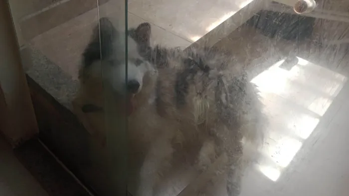Cachorro raça Husky Siberiano idade 1 ano nome Charlie