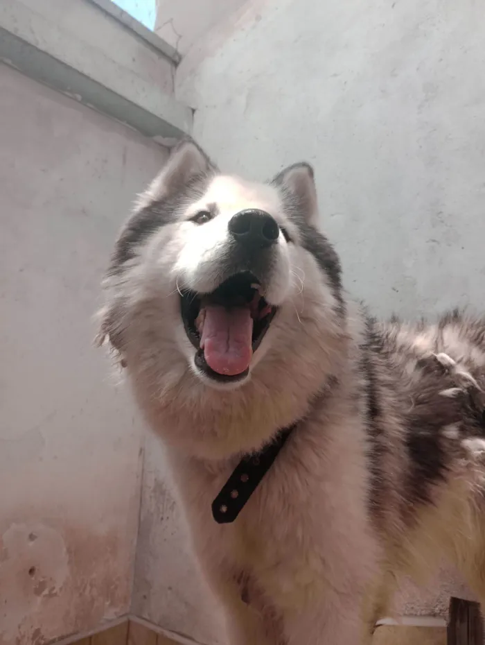Cachorro raça Husky Siberiano idade 1 ano nome Charlie