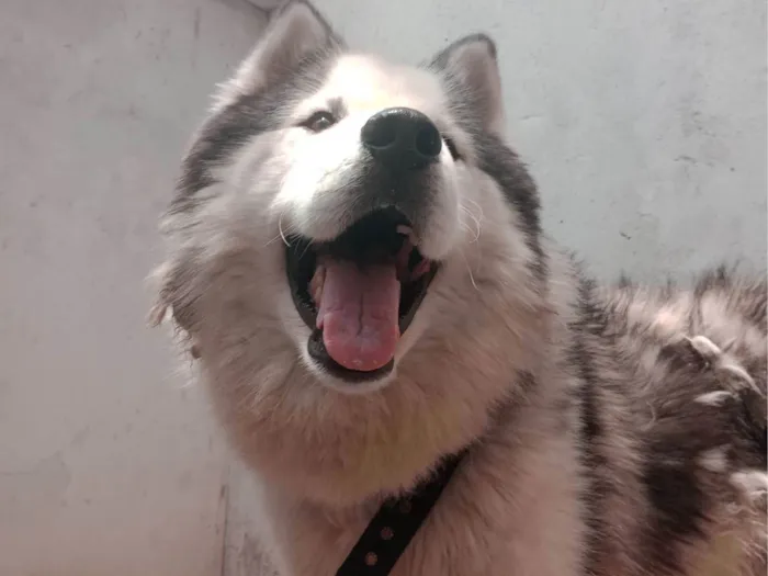 Cachorro raça Husky Siberiano idade 1 ano nome Charlie