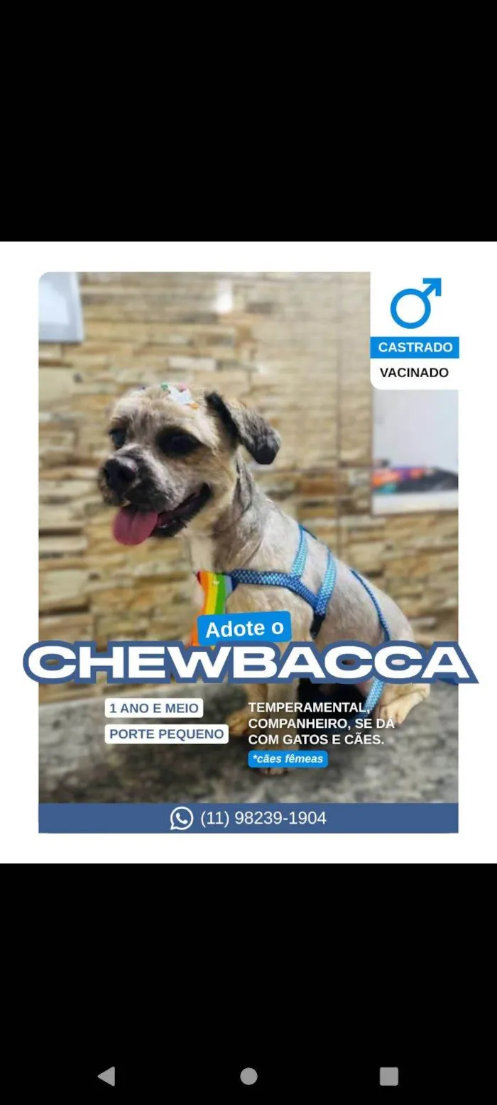 Cachorro raça Lhasa Apso idade 1 ano nome Chewbacca 