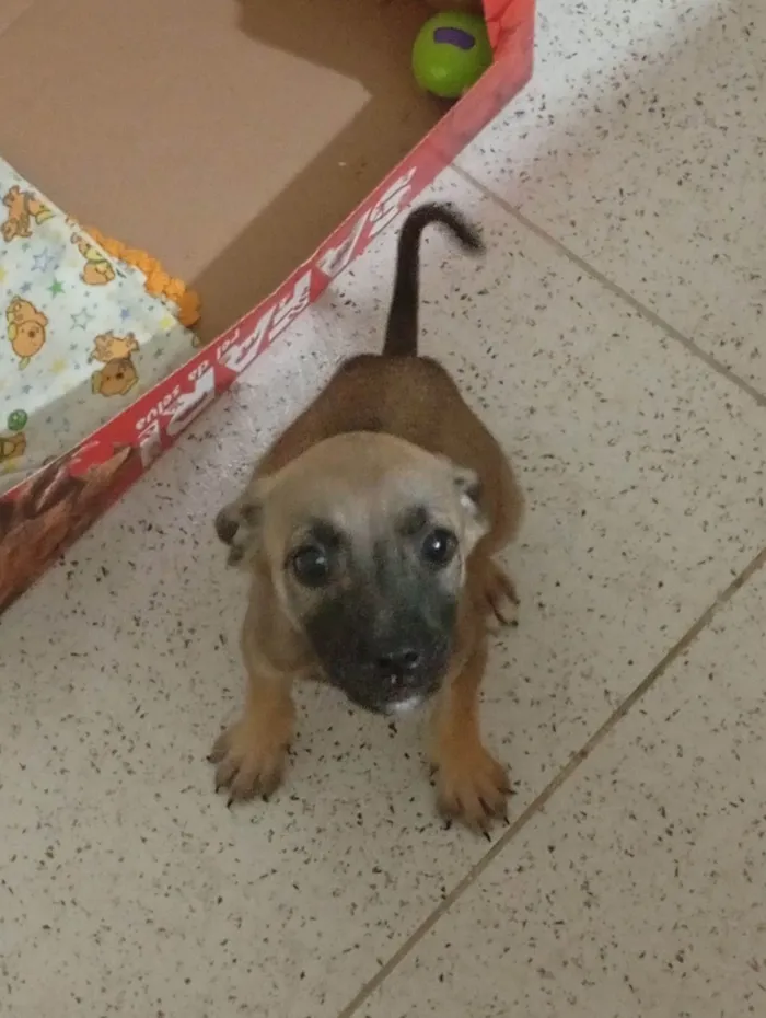 Cachorro raça SRD-ViraLata idade 2 a 6 meses nome Lara