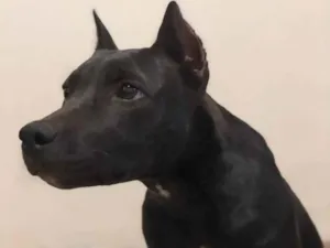 Cachorro raça Pit-Bull idade 2 anos nome Ravena