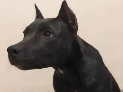 Cachorro raça Pit-Bull idade 2 anos nome Ravena