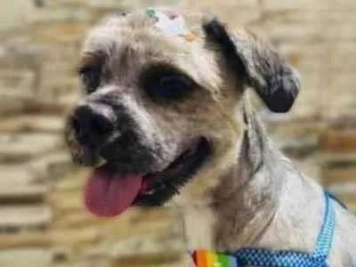 Cachorro raça Lhasa Apso idade 1 ano nome Chewbacca 